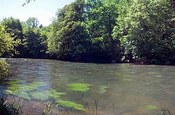 Rivière à truite du Cantal