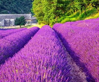 Champ de lavandes dan sle Vaucluse