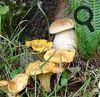 Champignons dans le cantal