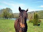 Randonnée à cheval dans le Cantal