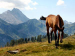 Randonnée à cheval dans le Cantal