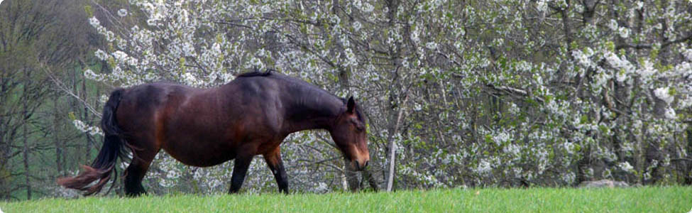 Randonnées à cheval dans le Cantal