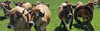 Vache Aubrac