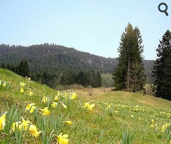 Jonquilles au printemps dans les Vosges