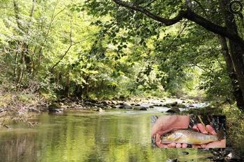 Pêche de la truite dans la Couze Pavin, dans le Puy de Dôme