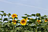 Champ de tournesol