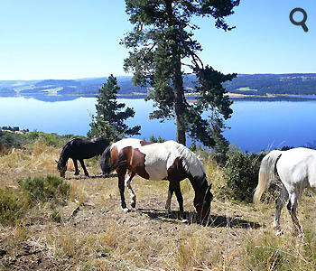 Chevaux surplombant le lac de Naussac