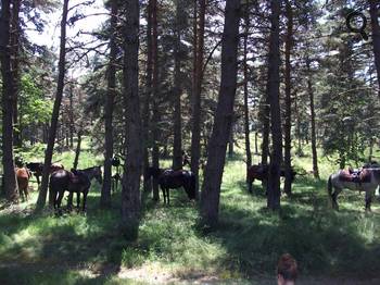 Raid équestre pour adultes en Lozère.