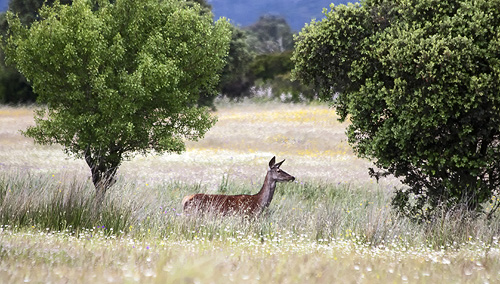 biche de la réserve de Cijara