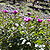 pivoines sauvages en Extremadura