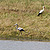 Flamand rose et cigogne sur les rives du Guadiana