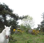 Randonnée à cheval Aubrac