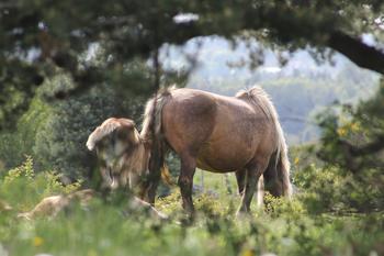 Cheval et arbre en fleur dans le Cantal