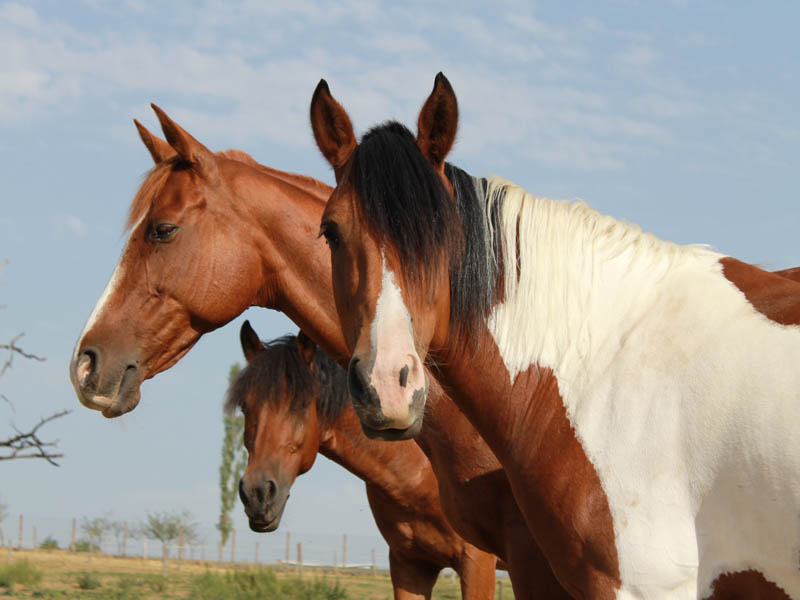 randonnee cheval 3 jours