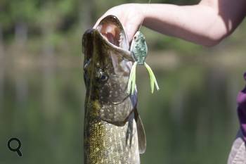 Pêche du brochet à saint Pardoux