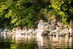 baignade dans la Dordogne