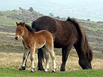 Rando cheval 4 heures