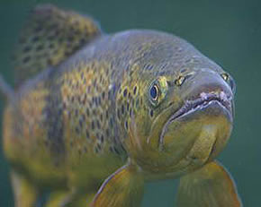 Pêche à au toc dans le Cantal
